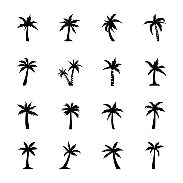 Palm plant icons The perennial trees in this pack are from decorative, flowering, fruit bearing and shady palms. The palm icons designs in the set are designed using Palm as the main element with minor changes making each tree different from another. The enormous diversity of palm trees in this set makes this pack worth grabbing for your collection. syagrus stock illustrations