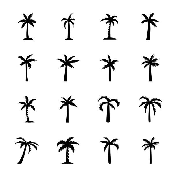 Beech tree outline The perennial trees in this pack are from decorative, flowering, fruit bearing and shady palms. The palm icons designs in the set are designed using Palm as the main element with minor changes making each tree different from another. The enormous diversity of palm trees in this set makes this pack worth grabbing for your collection. syagrus stock illustrations