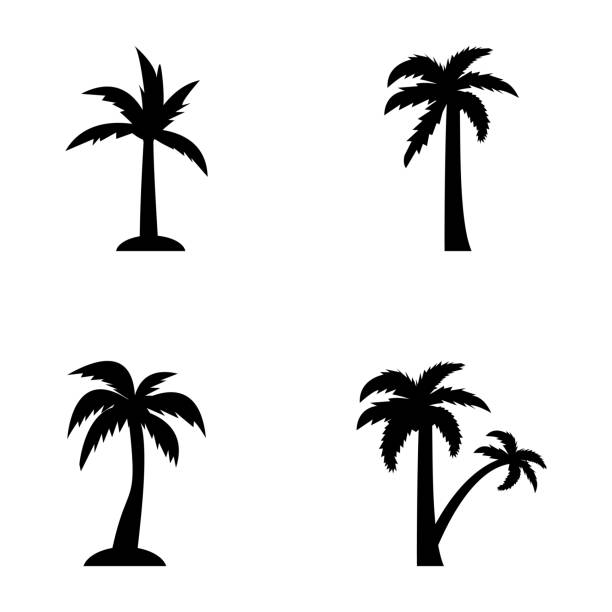 Tropical trees outline The perennial trees in this pack are from decorative, flowering, fruit bearing and shady palms. The palm icons designs in the set are designed using Palm as the main element with minor changes making each tree different from another. The enormous diversity of palm trees in this set makes this pack worth grabbing for your collection. syagrus stock illustrations