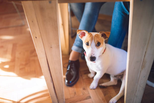 istock Dog with its owner at a coffee shop 1025321774