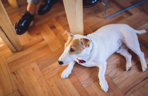 istock Dog with its owner at a coffee shop 1025322196