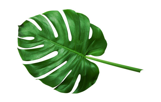 istock Tropical green leaves on white background 1025325020