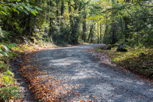 żwirowa droga prowadząca do lasu w słoneczny wczesną jesień, great smoky mountains - great smoky mountains great smoky mountains national park forest appalachian mountains zdjęcia i obrazy z banku zdjęć