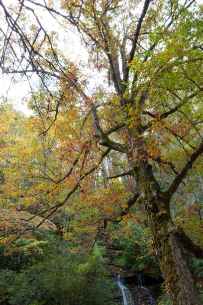 опираясь большое старое дерево с мхом и осенними листьями с водопадом на заднем плане, грейт-смоки-маунтинс - great smoky mountains national park стоковые фото и изображения