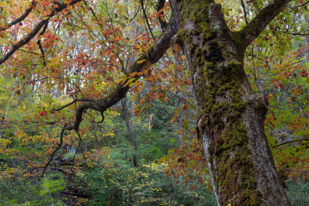 опираясь мох покрыты ствол дерева на переднем плане, с осенними листьями и рододендронами позади, грейт-смоки-маунтинс - great smoky mountains national park стоковые фото и изображения