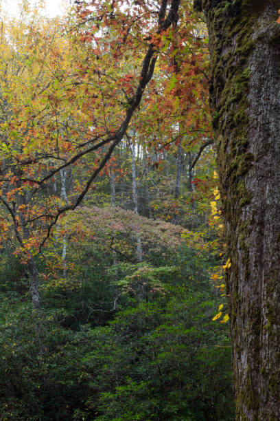 mech pokryty pnia drzewa rododendronami i jesiennymi liśćmi w tle, wielkie zadymione góry - great smoky mountains great smoky mountains national park forest appalachian mountains zdjęcia i obrazy z banku zdjęć