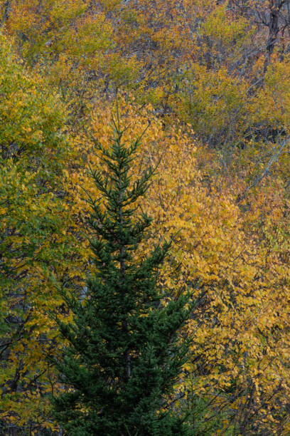 pojedyncze wiecznie zielone drzewo przed żółtymi jesiennymi liśćmi, great smoky mountains - great smoky mountains great smoky mountains national park forest appalachian mountains zdjęcia i obrazy z banku zdjęć