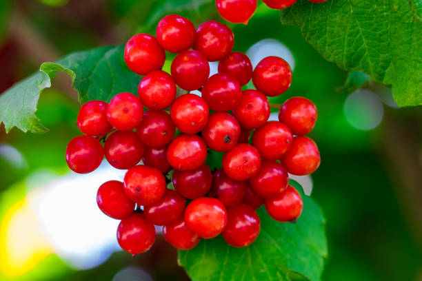 istock Red viburnum (viburnum opulus) closeup in the garden 1025328470