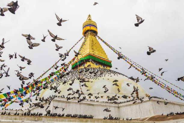 boudhanath stupa avec les drapeaux de prières et de pigeons à katmandou au népal - bodnath stupa kathmandu stupa flag photos et images de collection