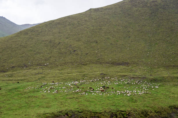 istock Flock of sheep 1025328934