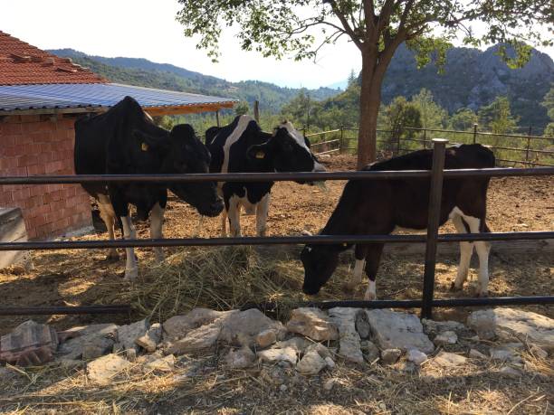 istock Cows at the countryside 1025331924