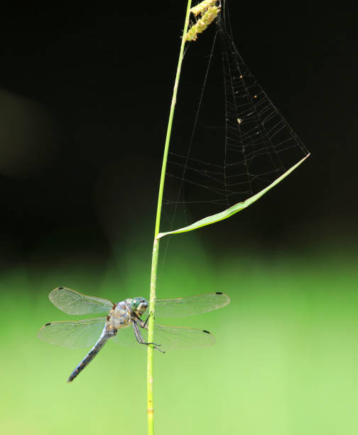 istock Orthetrum coerulescens in Barcelona 1025333156