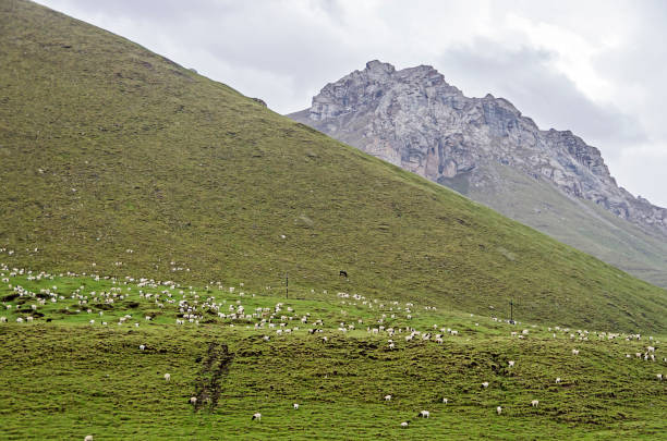 istock Flock of sheep 1025333212