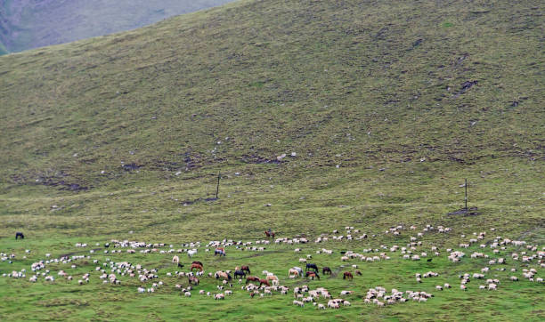 istock Flock of sheep 1025333214