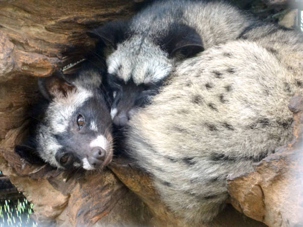 istock sleeping raccoons, raccoon resting peacefully. 1025336020