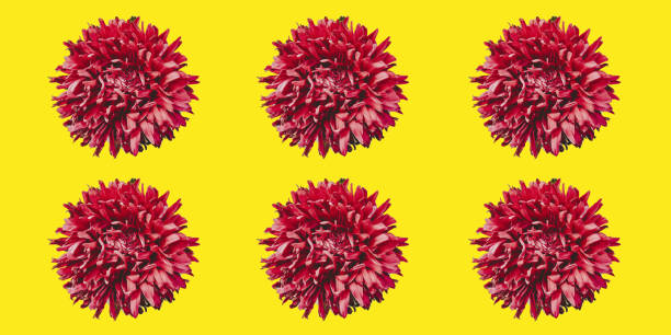 istock Colorful aster flowers forming a frame on a background, minimal concept, top view, copy space for your text pattern 1025359030