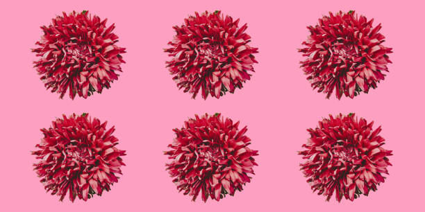 istock Colorful aster flowers forming a frame on a background, minimal concept, top view, copy space for your text pattern 1025359032