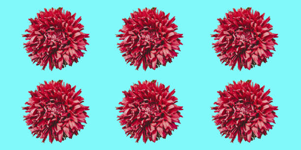 istock Colorful aster flowers forming a frame on a background, minimal concept, top view, copy space for your text pattern 1025359034