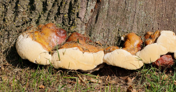 istock Wood Fungus - Lacquered Bracket (Ganoderma resinaceum) 1025361810