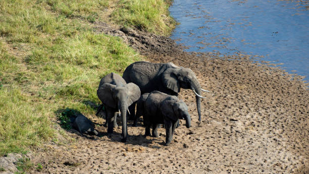 istock Baby Elephant, ( loxodonta africana ), shaded by elephant family 1025362236