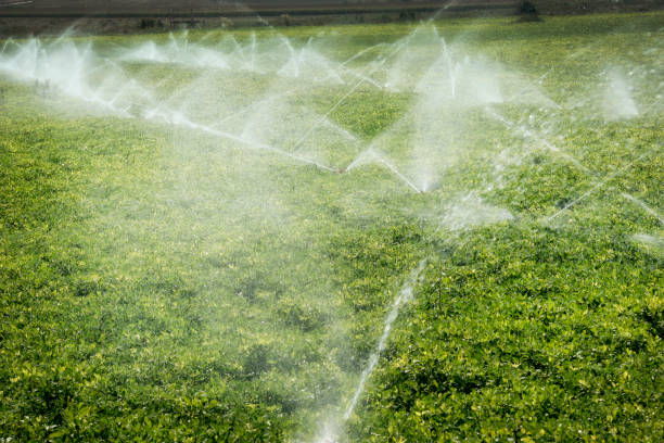 istock Agriculture image of watering vegetable fields 1025363248
