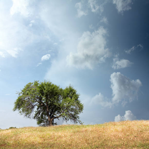 istock Single tree on yellow landscape over cloudy sky 1025369576