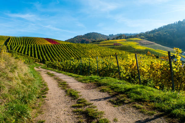 istock Vineyard with dirt road in autumn at blue sky 1025369738