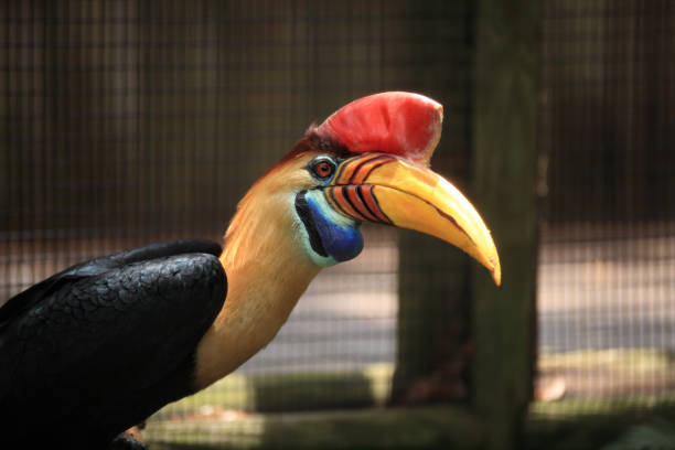 istock Close up tropical bird toucan in public park 1025372538