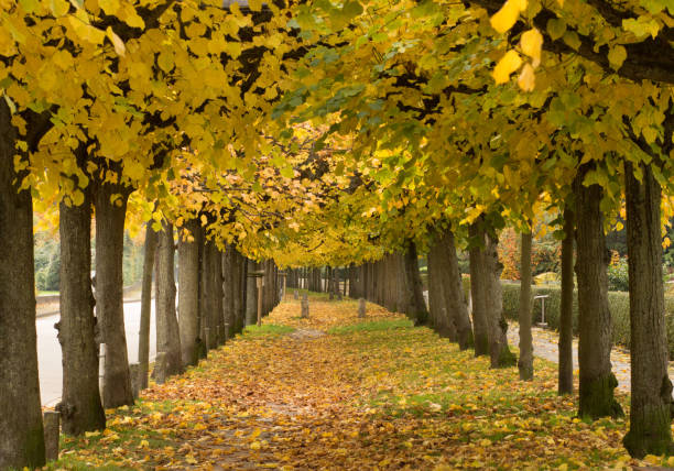 istock Beautiful trees on sunny autumn day. 1025372928