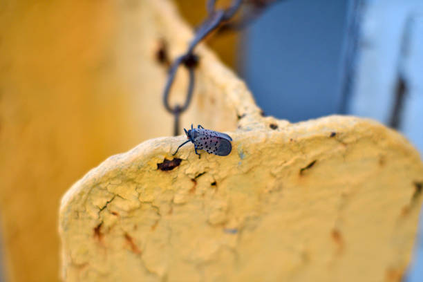 istock Invasive Spotted Lanternfly in Pennsylvana 1025375136