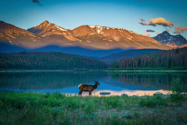 exploring canada - moose alberta canada wildlife imagens e fotografias de stock