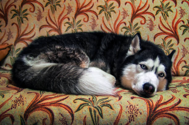 istock Crying Siberian Husky dog. 1025386112