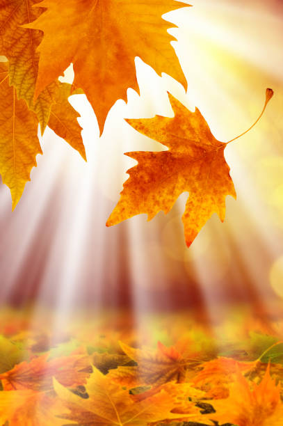 istock Close up colorful autumn leaves with sunbeam 1025386712