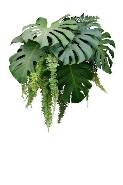 Tropical foliage plant bush of Monstera and hanging fern green leaves floral arrangment nature backdrop isolated on white background, clipping path included. Tropical foliage plant bush of Monstera and hanging fern green leaves floral arrangment nature backdrop isolated on white background, clipping path included. frond photos stock pictures, royalty-free photos & images