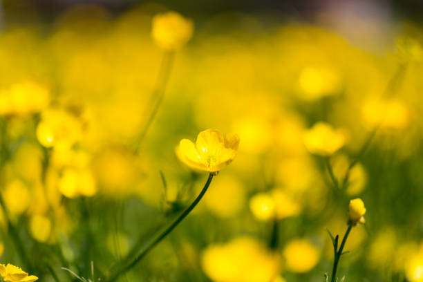 istock Buttercup in a Field 1025392168