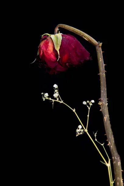 Vertical image of a wilted but still very beautiful red rose flower on a black background. Wilted flowers are as beautiful as fresh flowers with fantastic colors and shapes.