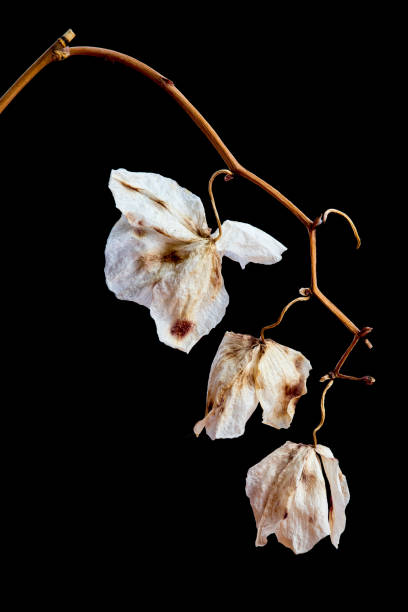 istock Wilted Orchid Phalaenopsis flower blossoms 1025394706