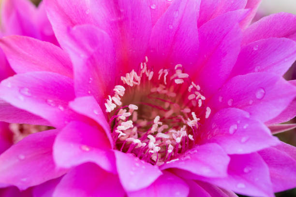 istock Beautiful fresh magenta cactus blooming flower 1025397082