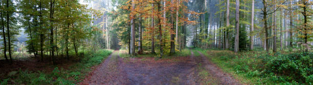 istock Panoramic view of autumn forest, beautiful autumn 3 1025397238