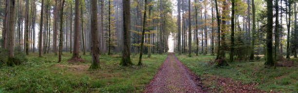 Panoramic view of autumn forest, beautiful autumn 2