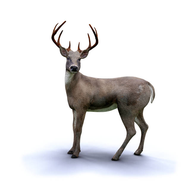 istock cute white tailed deer looking at camera, isolated with shadow on white background 1025397300