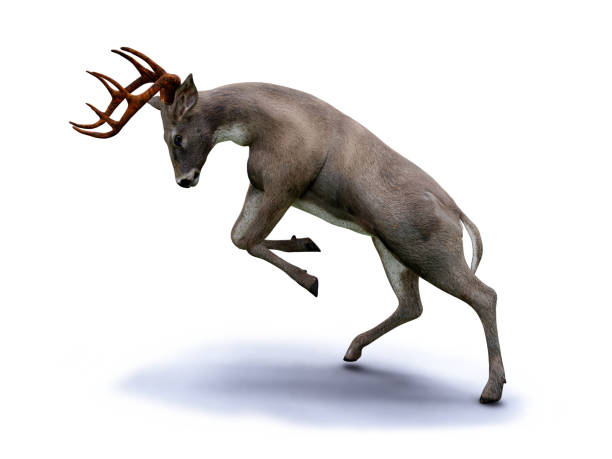 istock white tailed deer attack, isolated with shadow on white background 1025397386