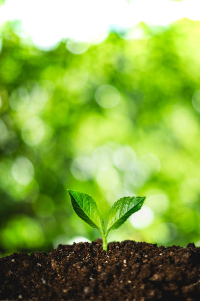 istock growing a young green plant 1025397540