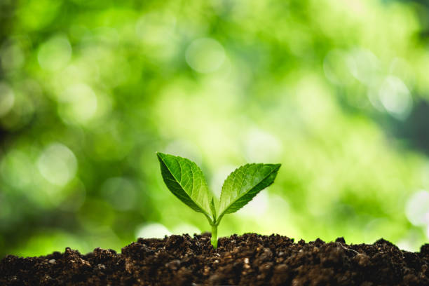 istock growing a young green plant 1025397546
