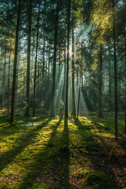istock Beautiful morning in forest, summer, sun rays, green grass 2 1025397600