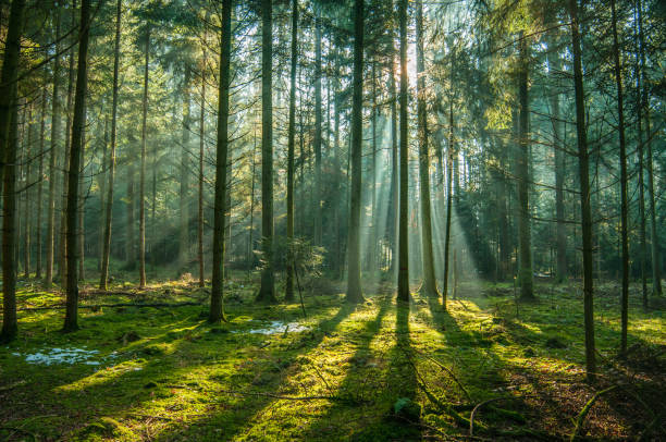 istock Beautiful morning in forest, summer, sun rays, green grass 1 1025397620
