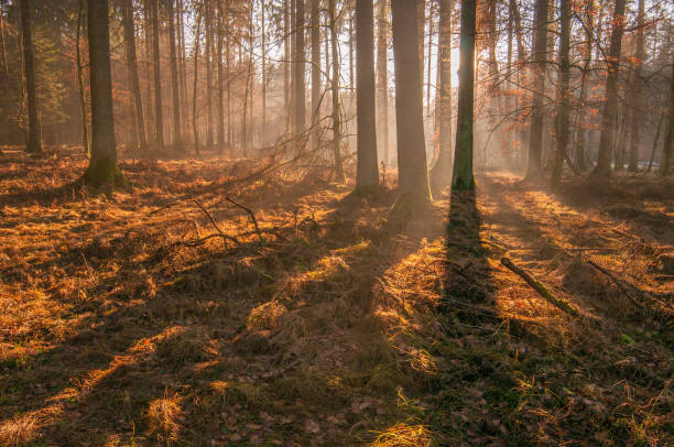 istock Autumn forest, sunshine under the trees, morning 2 1025397684