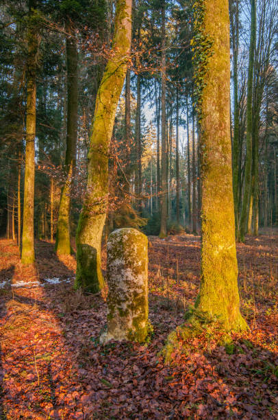 istock Autumn forest, sunshine under the trees, morning 7 1025397788