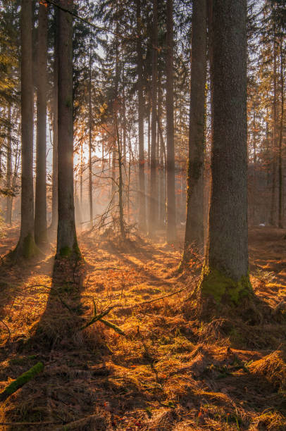 istock Autumn forest, sunshine under the trees, morning 9 1025397830