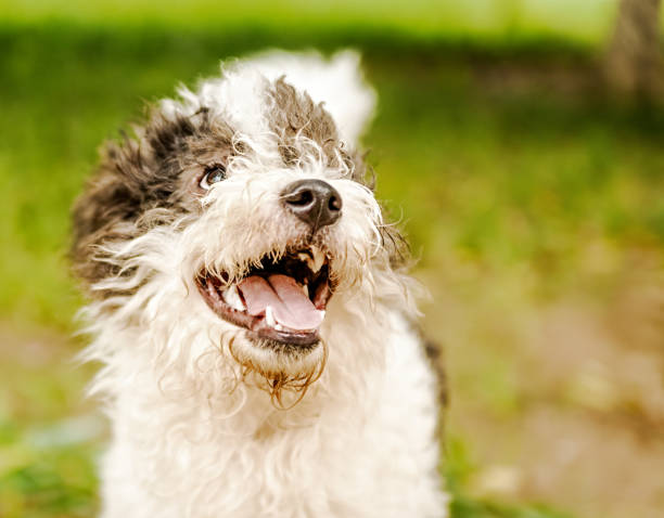 bolognese dog with opened mouth playing in the grass outside - late afternoon imagens e fotografias de stock